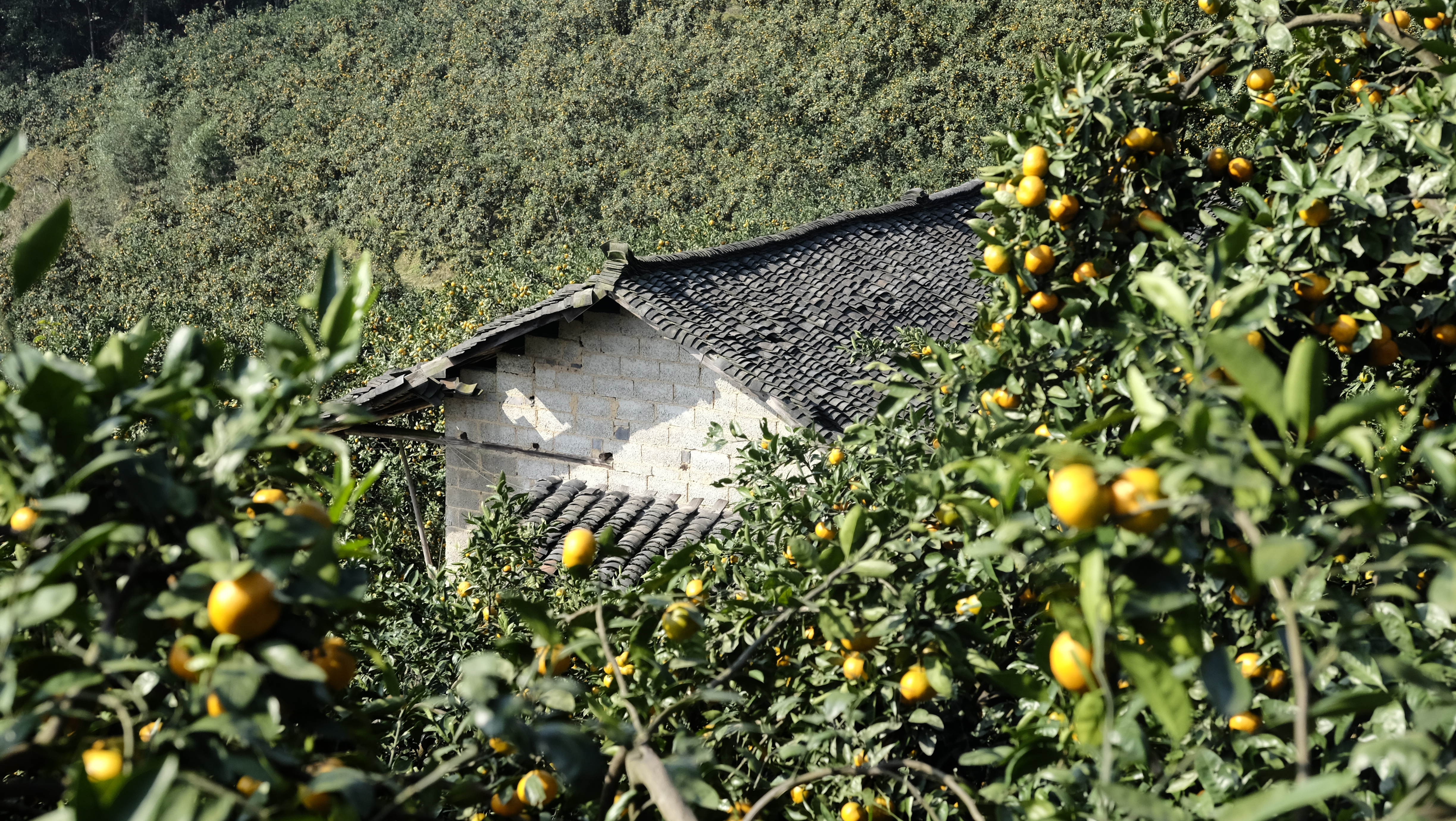 便水战役苗冲战地医院：还乡团大肆搜捕，红军伤员玉镯认母