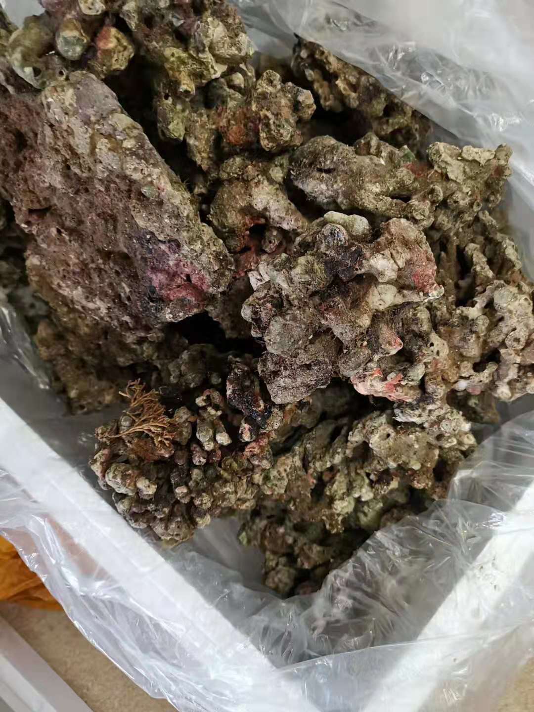 活石怎么处理才能入缸,活石处理成死石