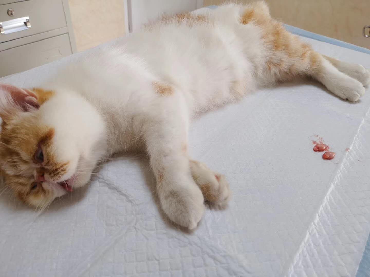 猫咪绝育注意事项及护理,猫咪绝育的注意事项