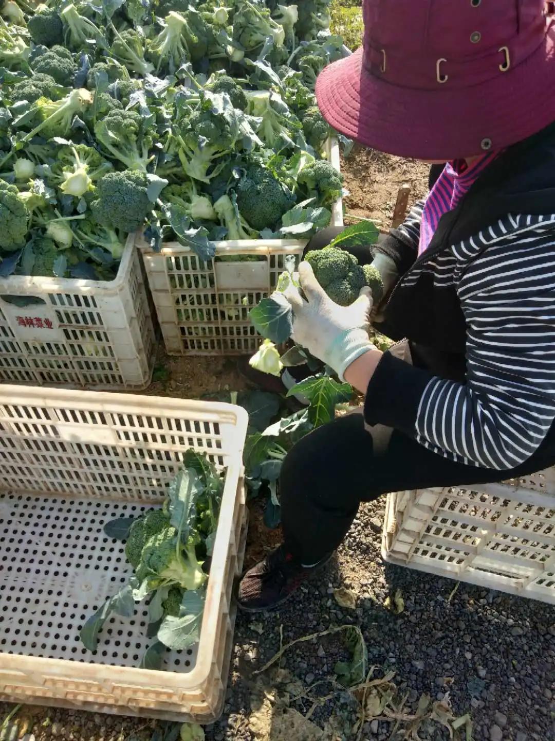 武清区农业创新基地,武清区农业建设规划