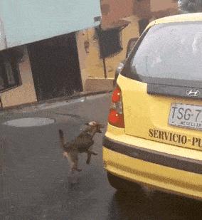 狗狗喜欢追车咬怎么纠正,狗狗喜欢追车怎么办