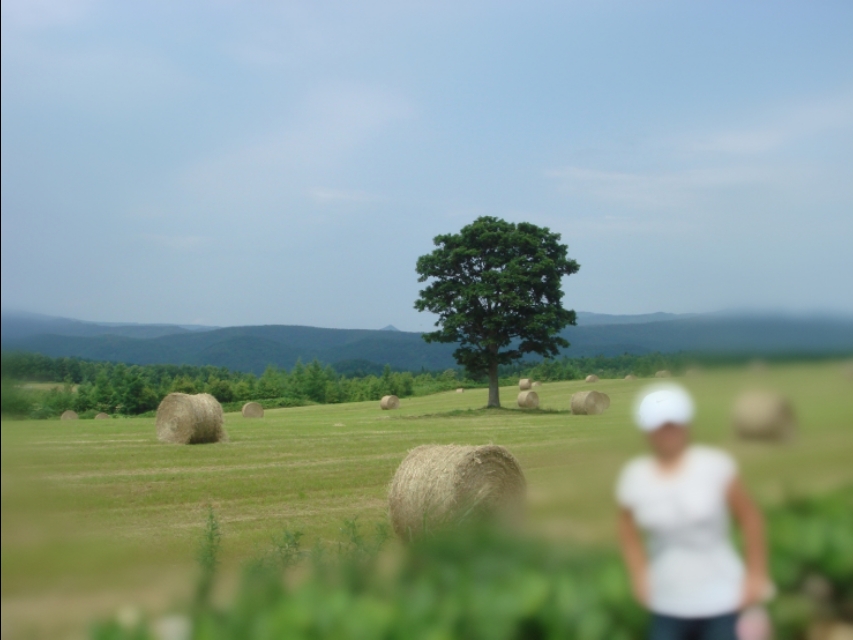大地上的一棵棵树,大地上的绿树红花