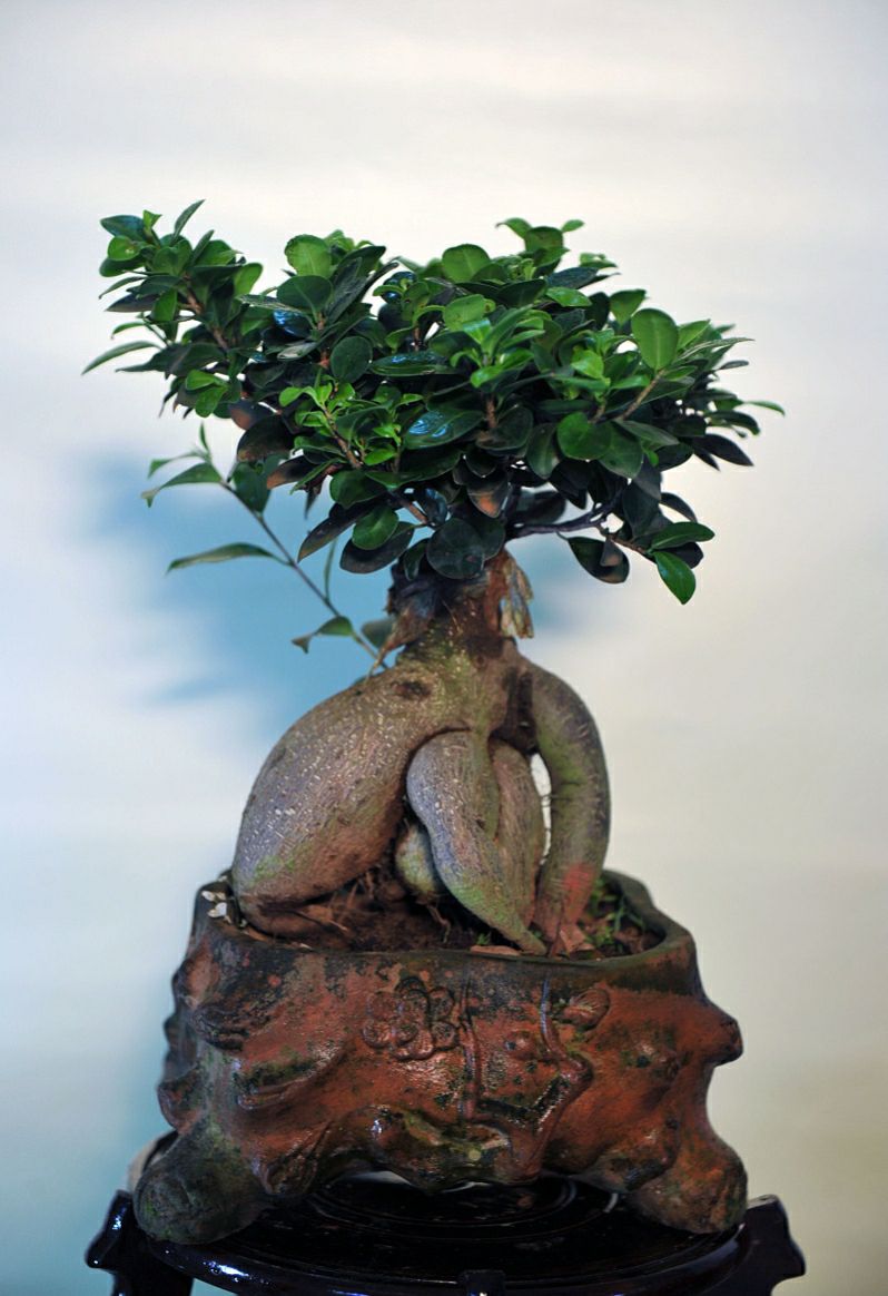 家里养人参榕树盆景好吗,人参榕盆景家里摆放位置