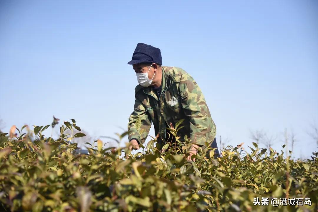 石岛即将开发的项目,石岛的项目