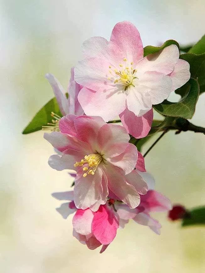 海棠花溪图片,海棠亭畔醉花溪诗词