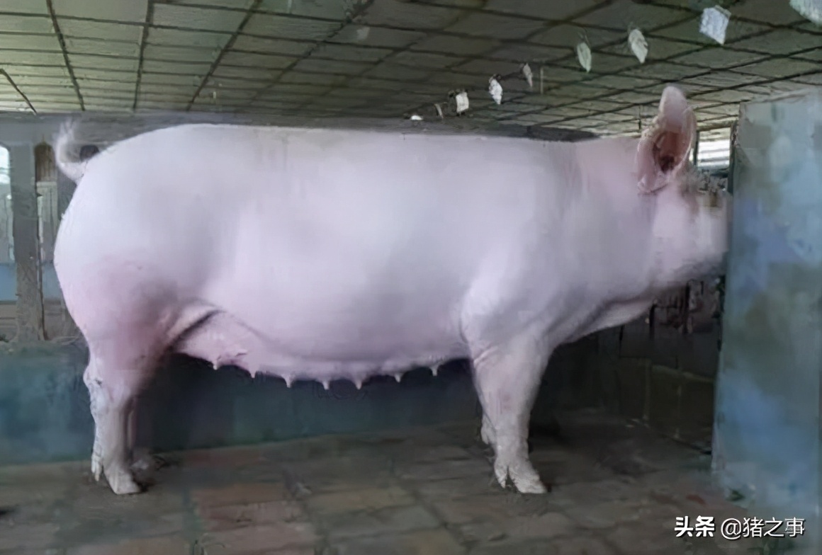 母猪想高产,怀孕管理很重要,妊娠期的用药禁忌,你都知道吗?