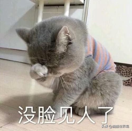 猫的胡须为什么不能剪,猫的胡须断了正不正常