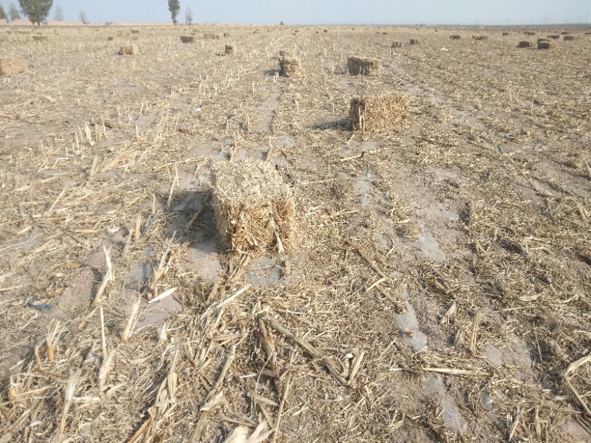 青贮秸秆喂羊方法,农作物秸秆喂羊