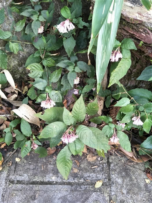 蛇根草有没有毒,蛇根草特色