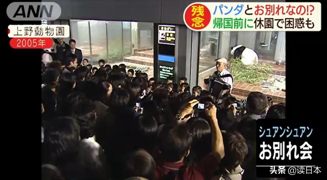 日本的顶级流量担当者大熊猫！日本人的熊猫情结疯狂到你想不到