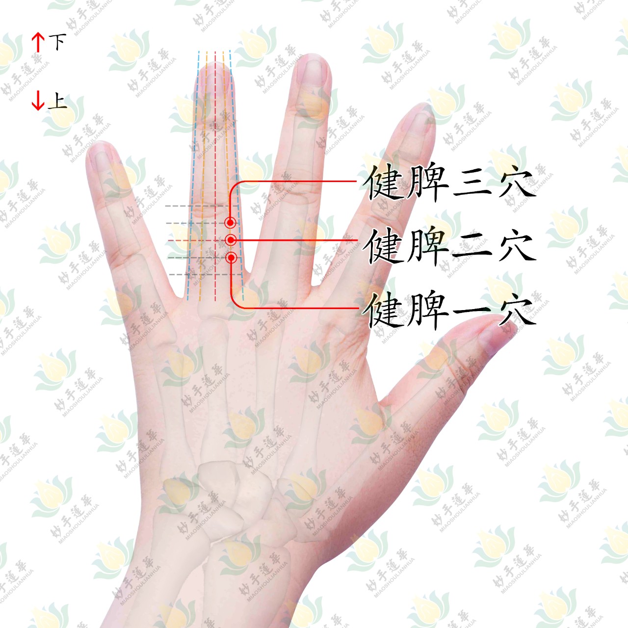 调理痘痘按哪个穴位,要青春不要伤害答案