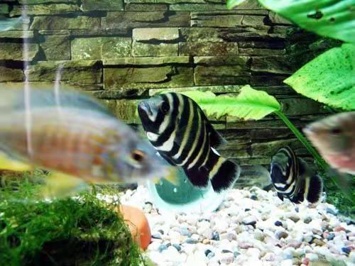 鱼缸一周了都混浊,鱼缸一周左右水变浑