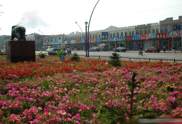 四子王旗乌兰花镇,乌兰花为什么叫四子王旗