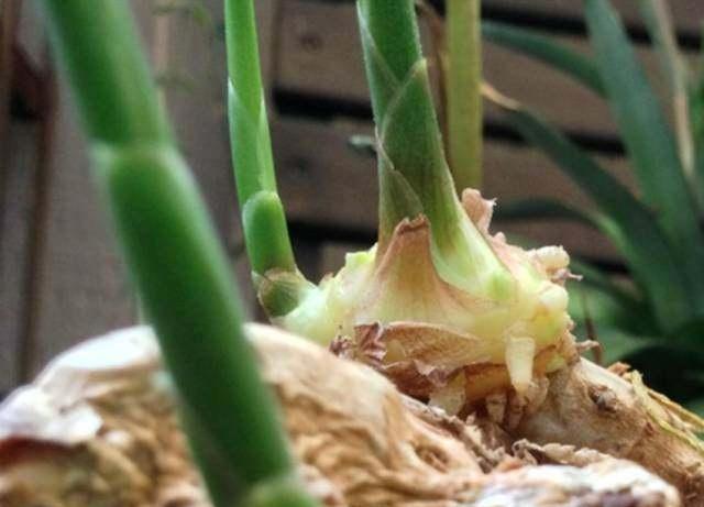 自家菜园种生姜方法,生姜盆栽在山东什么时候种合适