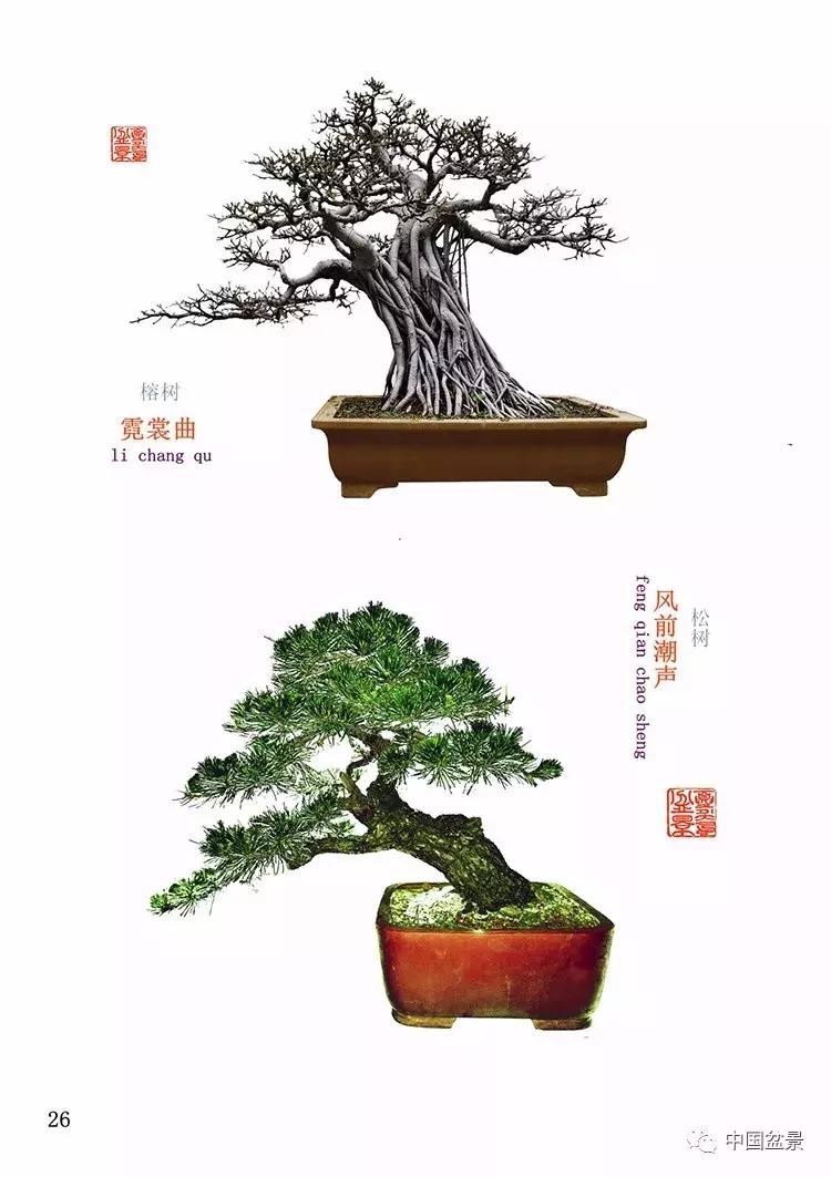 陈文图老师,陈文图盆景欣赏