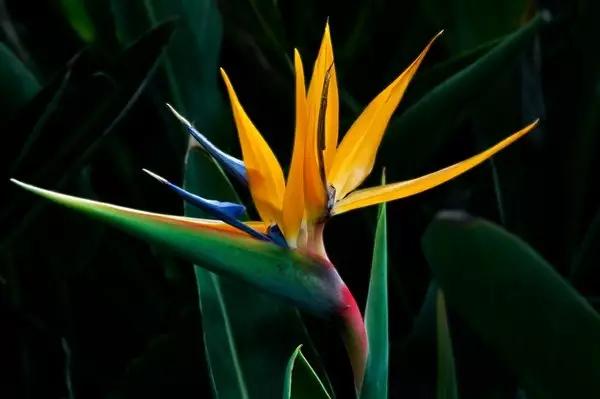 养花如何不把花养死,养花老是养死