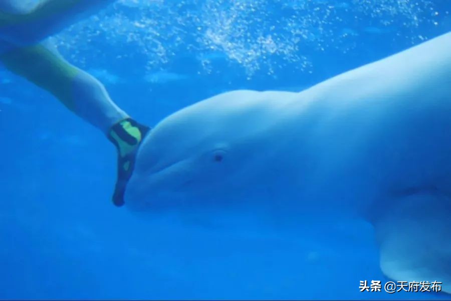 中秋假第2天!天府新区这些地方让你玩个够