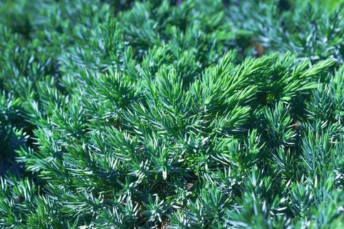 脸上螨虫用什么方法治好,脸上的螨虫用什么方法可以杀掉