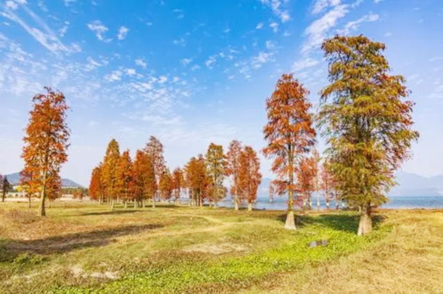 尼克松送给杭州的哪五棵树,尼克松带来的树