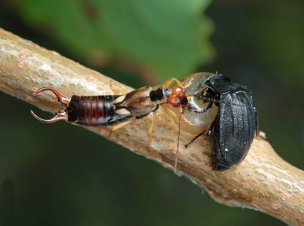 尾部长钳子的耳夹子虫,尾部带夹子的虫子