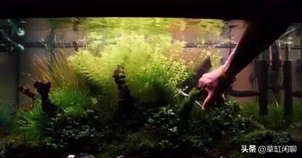 新手草缸造景之水草造景后的日常管理和维护