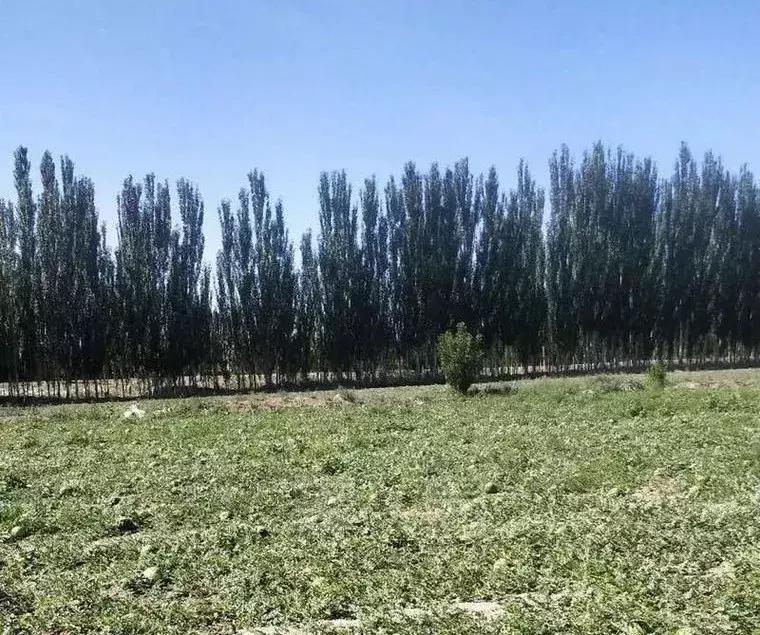 阿克苏农林牧副渔微动力果园转让 (阿克苏农林牧渔信息大全)