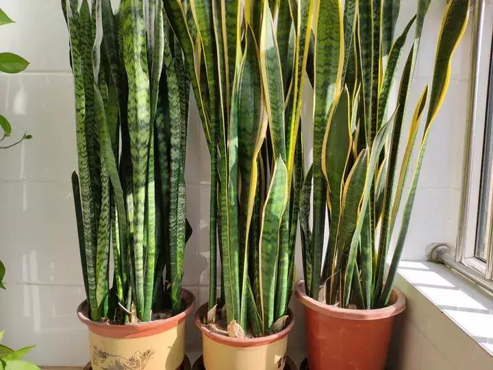 绿萝十大净化空气植物,好养适合新手净化空气的植物