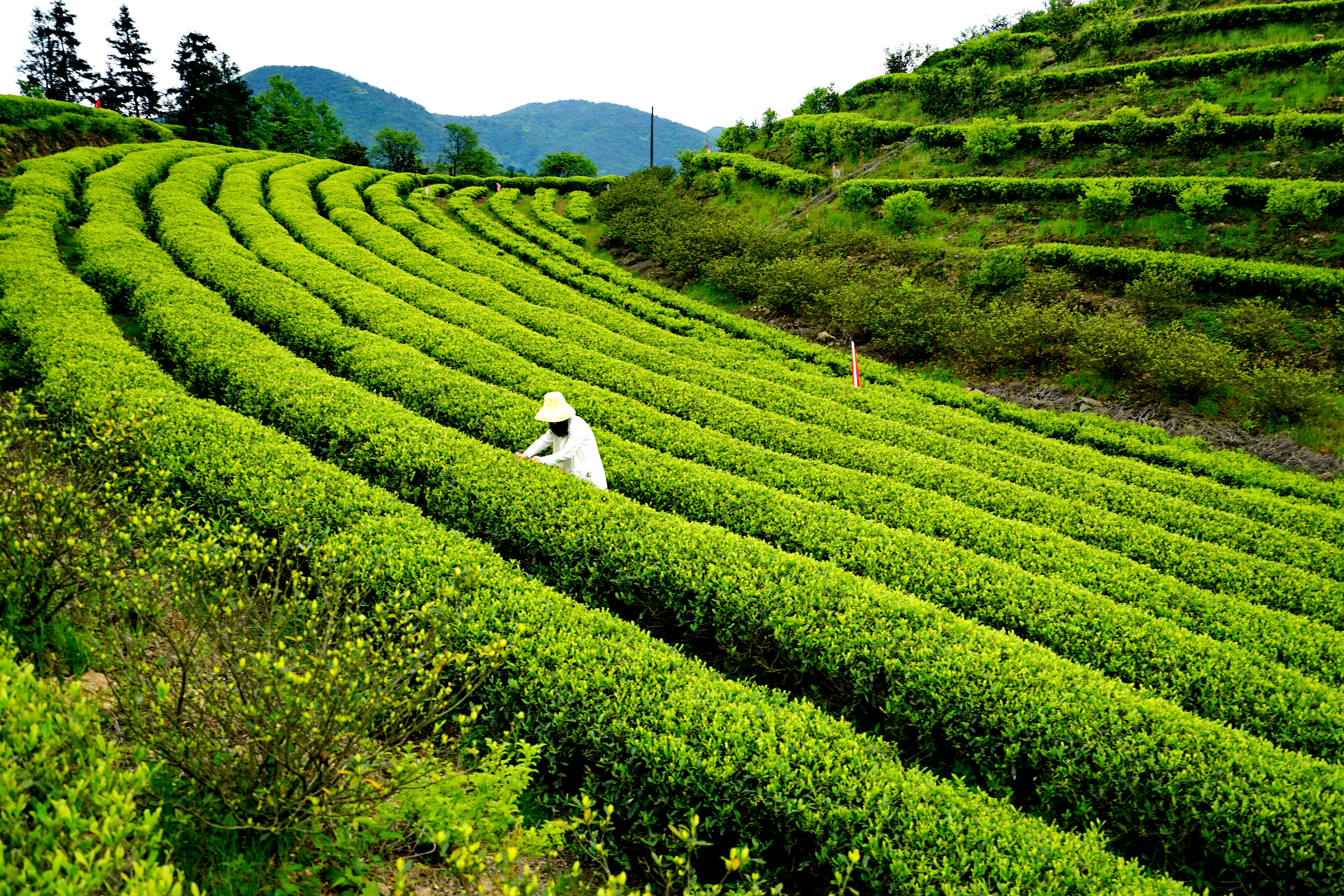 浙江省苍南县旅游风景区,苍南的旅游胜地