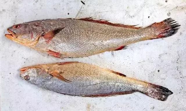 宁波一渔民整理海鲜大全,宁波最全的海鲜