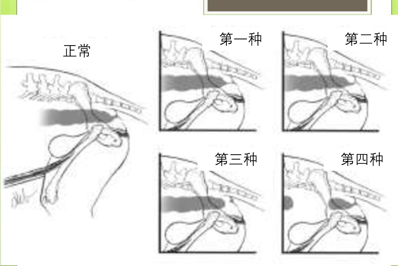 奶猫喝奶多久不排便就危险了,没有猫妈妈的奶猫怎么处理排泄物