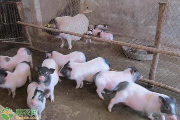 农村养殖巴马香猪前景怎么样,生态养殖香猪能有前景吗