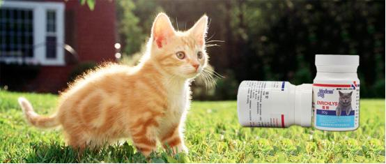 猫疱疹病毒用多西环素有效果么,小猫得了猫疱疹病毒怎么办