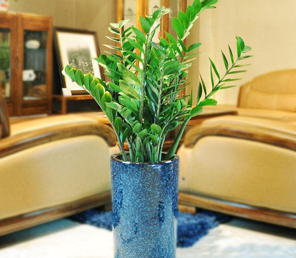 家庭养花风水讲究要注意哪些禁忌,室内放花卉风水禁忌大全图