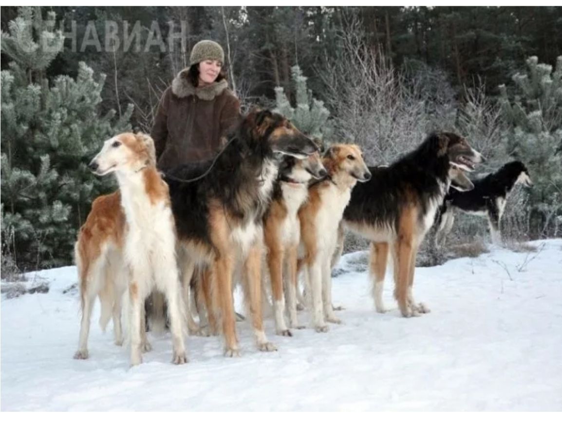 俄罗斯猎狼犬打斗,俄罗斯猎狼犬捕狼视频
