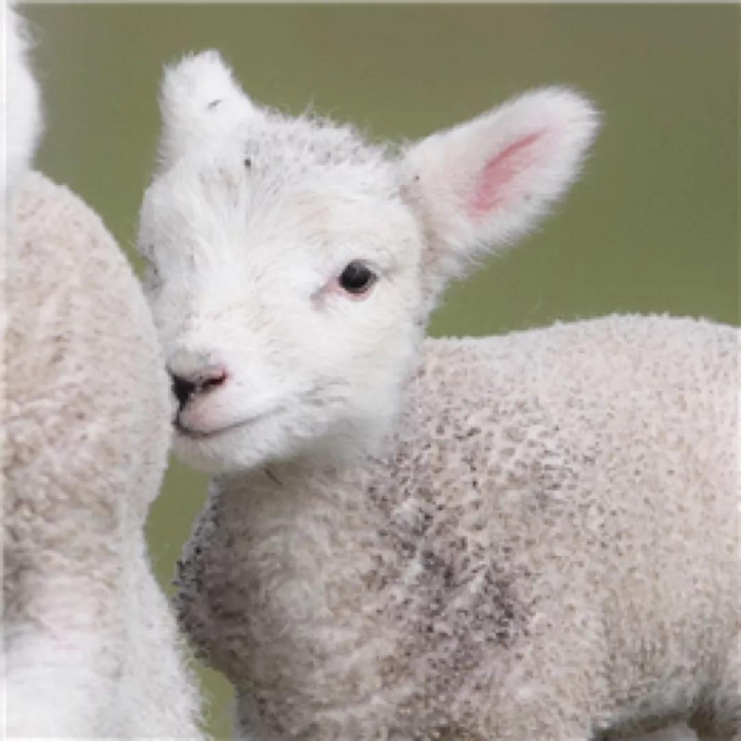 情人节文案甜甜的恋爱,情人节送女朋友甜甜的句子