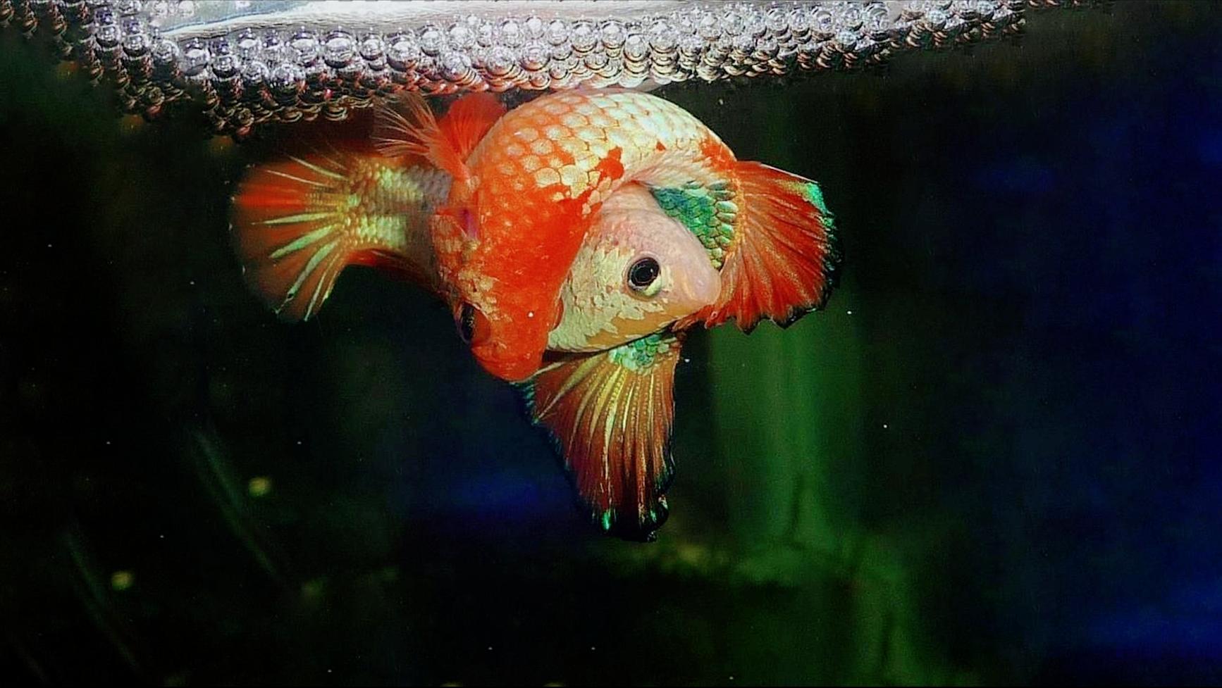 泰国斗鱼繁殖温度应该是到多少,公泰国斗鱼和母中国斗鱼繁殖