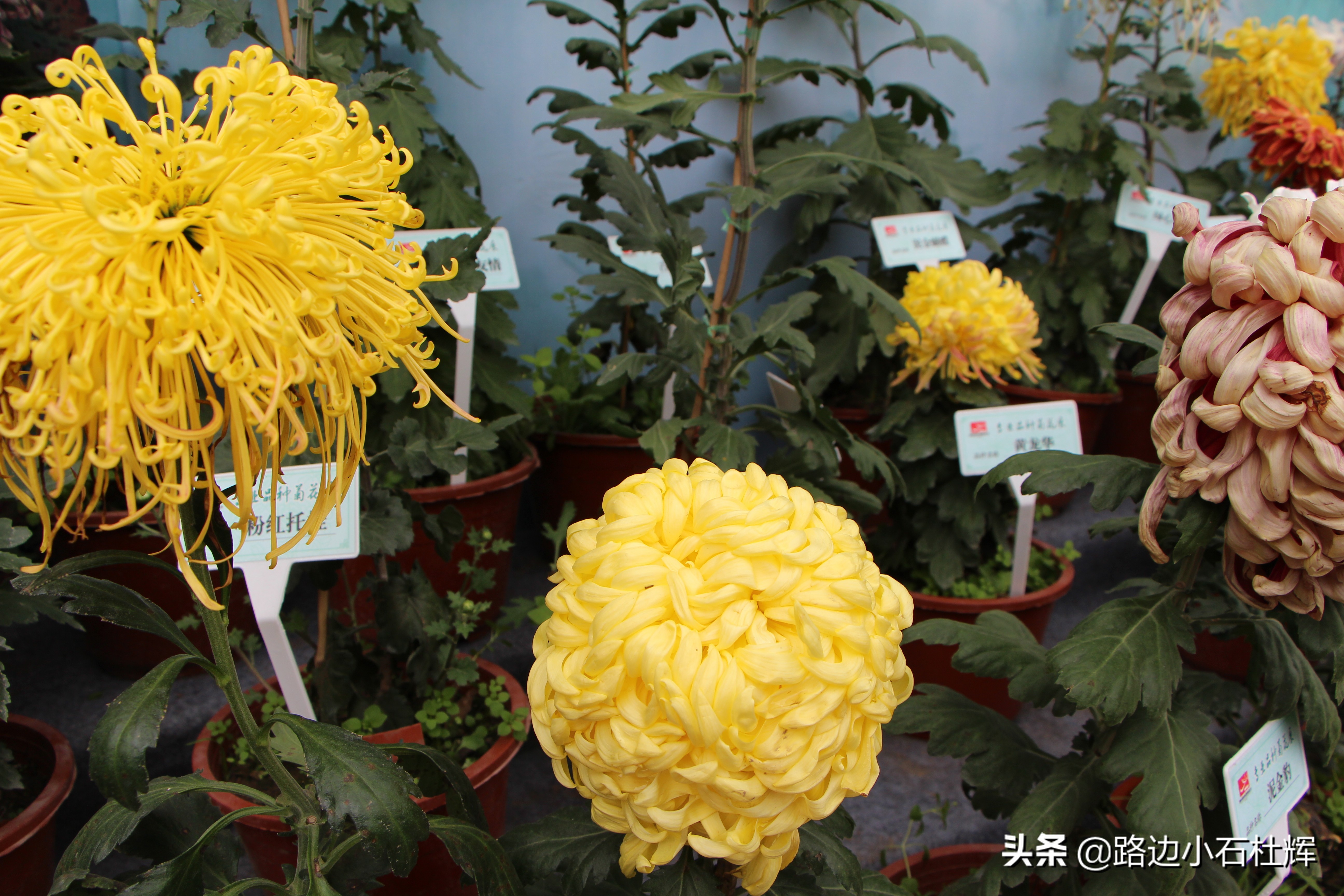 扬州瘦西湖之行,扬州瘦西湖游一圈