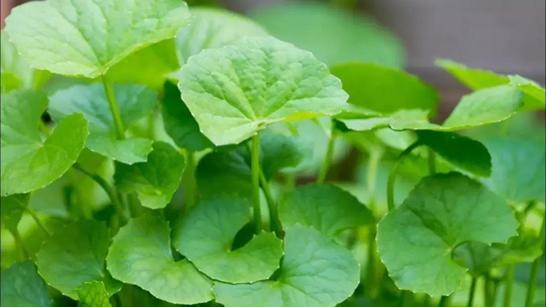 最近流行的护肤品,当下流行的国货护肤品