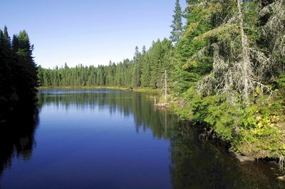 西洋参历史,西洋参的历史