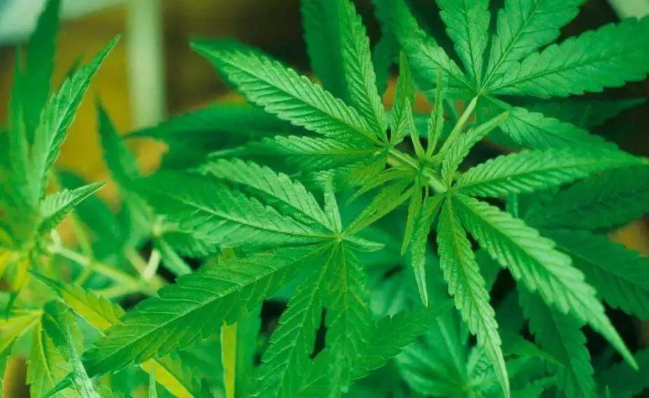 长寿老人吃火麻,巴马人长期吃火麻吗