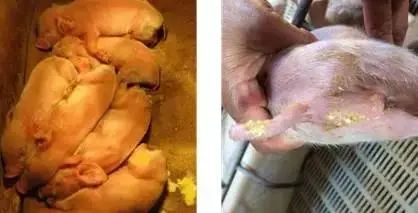 仔猪拉稀怎么治效果最快好,仔猪拉稀怎么治最有效的方法