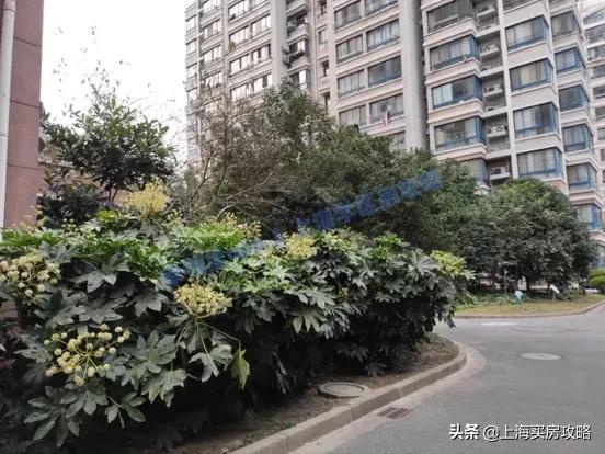 欣逸家园最新房价,800万能买三套房吗