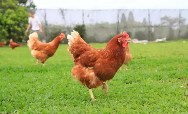 开鱼塘垂钓如何盈利,大爷创业致富项目