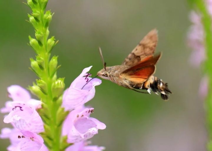鍙樺紓铚傞笩,铚傞笩鍙樺紓