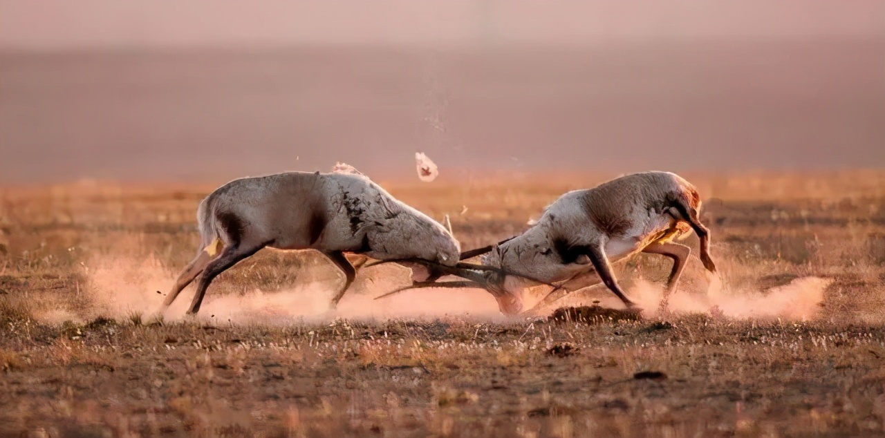 动物间的性选择,是进化出奇特复杂的生殖器官和绚丽外形的源动力