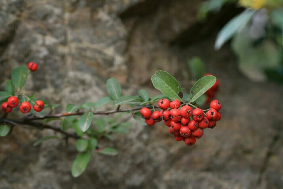 植物图鉴窄叶火棘,植物图鉴灌木