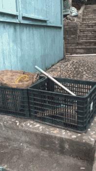 狗子搞笑gif,足球搞笑gif动图