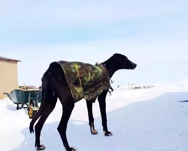 世界上最强的10种狗排名,世界上巨型狗大全