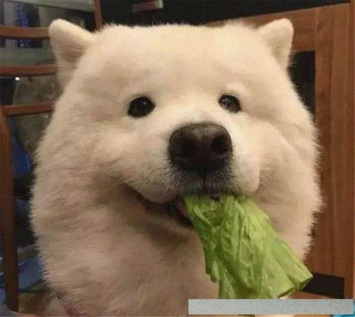 饲养萨摩耶需要注意的一些事项,如何正确的饲养萨摩耶