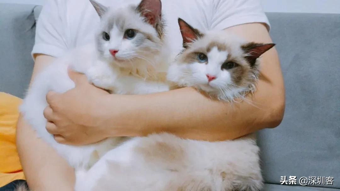 何以解忧唯有撸猫头像,何以解忧唯有撸狗